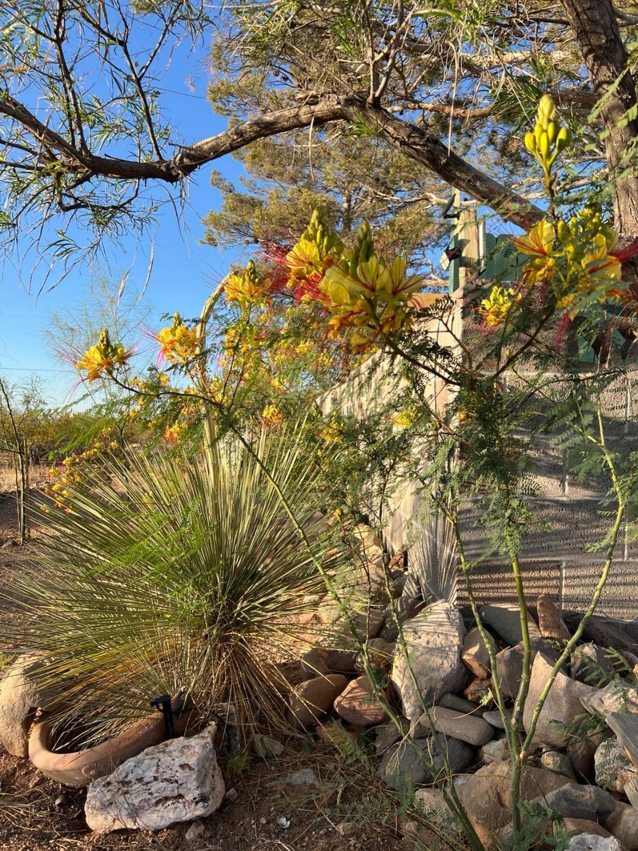 Hole In The Wall Getaway - Usa Mexico Border Bed And Breakfast コロンバス  エクステリア 写真